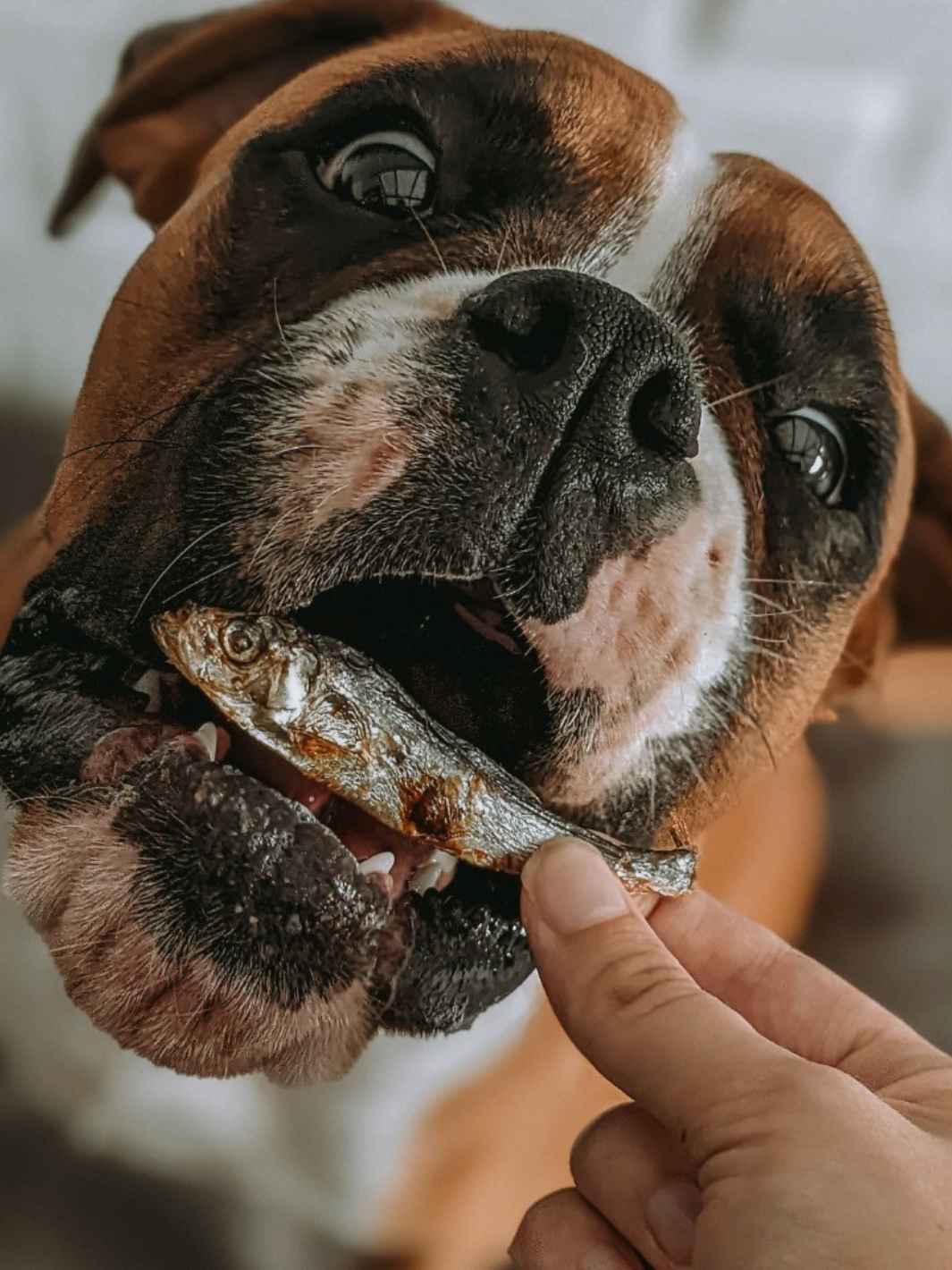 Sprats naturelle pour chats