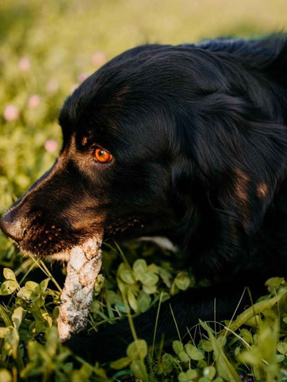 Tresses de peaux de morue pour chats